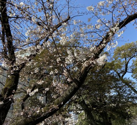 2020年 桜